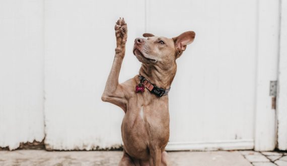 short-coated brown dog